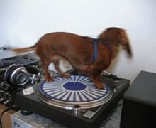 Dog spin dj