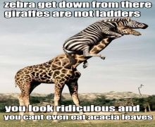 Zebra giraffe ridiculous