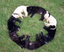 Puppy dog circle