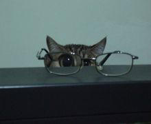 Cat glasses eyes