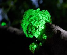 Mushroom green glow