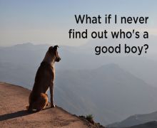 Dog philosophy