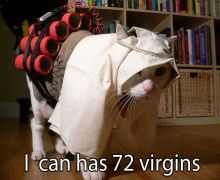 Suicide bomber cat